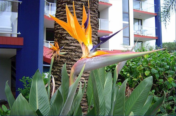 Tropical garden at Casablanca Apartments